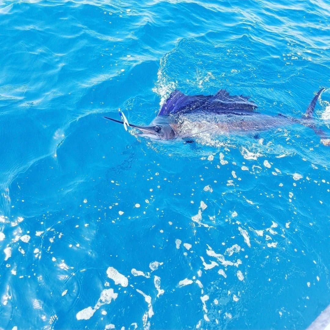 Sailfish released boatside in blue water off the St. Lucie Inlet