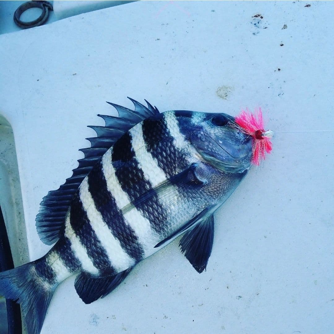 Sheepshead on the deck with a pink jig